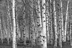 black and white photograph of trees in the woods