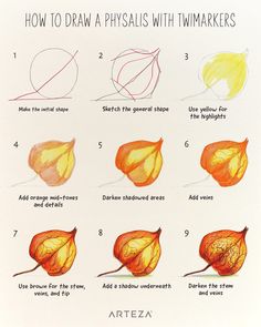 how to draw a physalis with twiakers step - by - step instructions