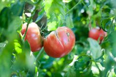 tomatoes growing on the vine in an orchard