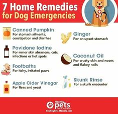 The more ya know! Dog Upset Stomach Remedies, Dog Upset Stomach, Dog Training At Home, Foods Dogs Can Eat, Meds For Dogs, Pet Remedies, Upset Tummy, Dog Medicine, Training At Home