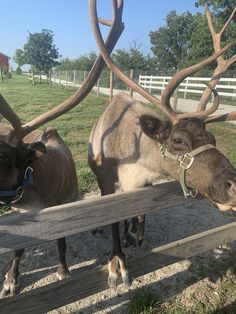 two brown and white cows standing next to each other