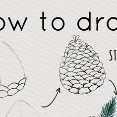 how to draw a pine cone with step by step instructions for beginners and advanced students