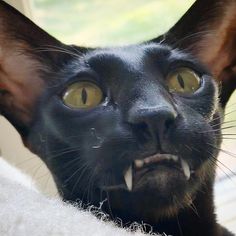 a black cat with yellow eyes looking at the camera