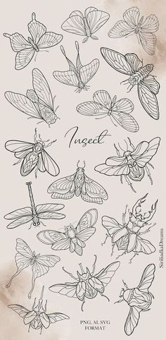 a bunch of butterflies that are drawn in pencil and ink with the words angel on them