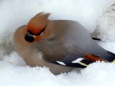 a bird sitting in the snow with its beak open