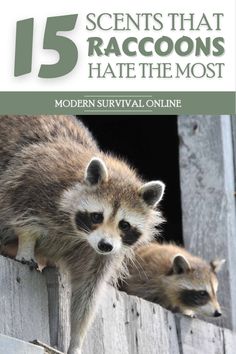 two raccoons are standing on the ledge of a wooden structure with text that reads 15 secrets that raccoons hate the most modern survival online