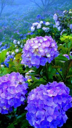 purple and blue flowers are in the foreground