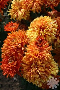 some orange and yellow flowers are in bloom