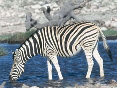 a zebra is standing in the water near rocks