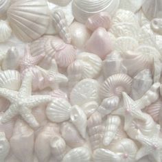 white seashells and starfish are scattered together