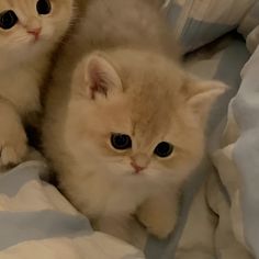 two small kittens are sitting on a bed