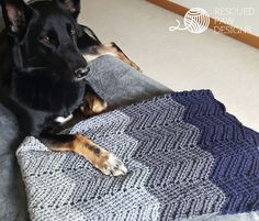 a black and brown dog laying on top of a gray blanket next to a pillow