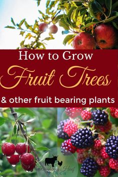 how to grow fruit trees and other fruit bearing plants