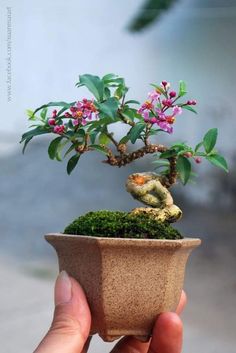 a small bonsai tree in a clay pot is being held by someone's hand