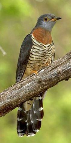 a bird perched on top of a wooden branch