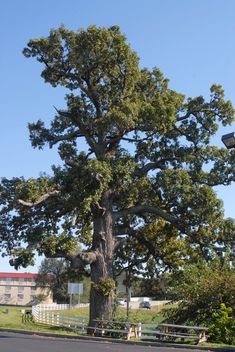 a large tree sitting on the side of a road