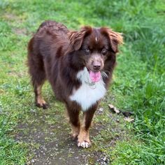 a brown and white dog standing on top of a lush green field