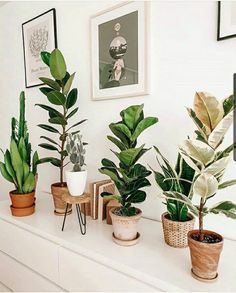 several houseplants are lined up on a white shelf in the corner of a room