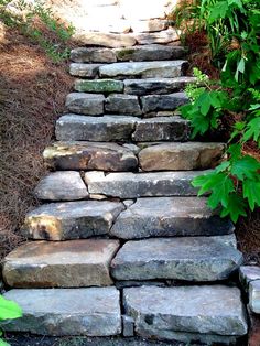 a stone path in the middle of some bushes