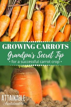 carrots growing in dirt with text overlay reading growing carrots grandpa's secret tips for a successful carrot crop