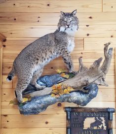 a cat is standing on top of a rock in front of a wood paneled wall