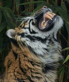 a tiger yawning with its mouth wide open in front of bamboo trees and leaves