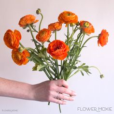 a person's hand holding a bouquet of orange flowers