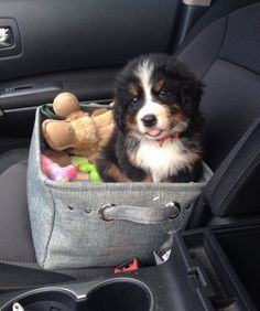 a small dog sitting in the back seat of a car