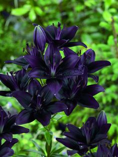 purple flowers with green leaves in the background