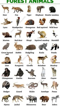 an animal chart with all the different types of animals and their names in english or spanish