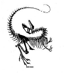 a black and white drawing of a dinosaur skeleton