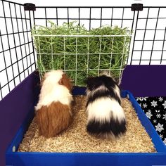 two guinea pigs in a cage eating hay