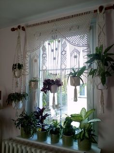 many houseplants are hanging on the window sill