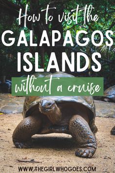 a tortoise with the words how to visit the galapagos islands without a cruise