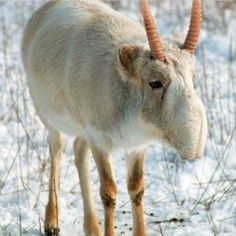 an animal with long horns standing in the snow