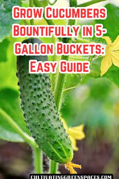 a cucumber growing in the garden with text overlay that reads grow cucumbers beautifully in s - gallon buckets easy guide