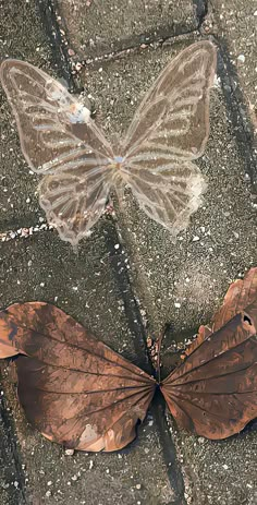 a butterfly that is laying on the ground