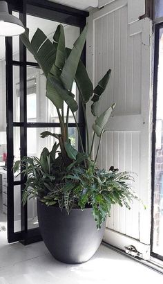 a large potted plant sitting on top of a white floor next to a window