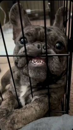 a dog is sitting in a cage with its mouth open and it's eyes wide open