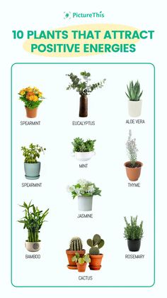 the ten plants that attract positive energy