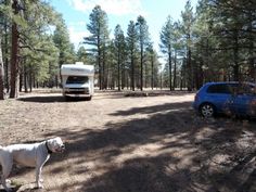 a dog is standing in the dirt next to a camper and a blue car