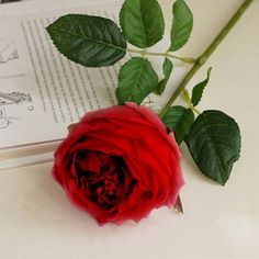 a red rose sitting on top of an open book