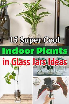 indoor plants in glass jars with text overlay reading 15 super cool indoor plants in glass jars