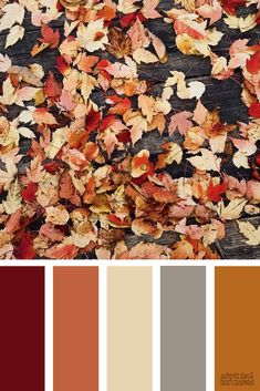 an image of autumn leaves on the ground with color swatches in front of it