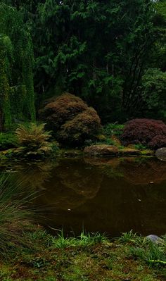 a pond in the middle of a forest filled with lots of trees and bushes next to it