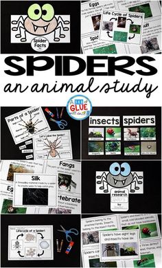 an animal study with pictures and text that says, spider's an animal study