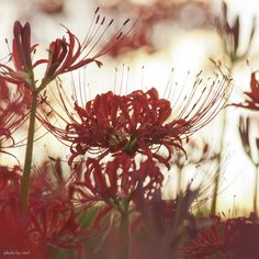 some red flowers are growing in the sun