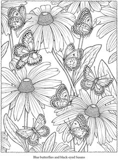 butterflies and daisies coloring page for adults to color with in the summertime sun