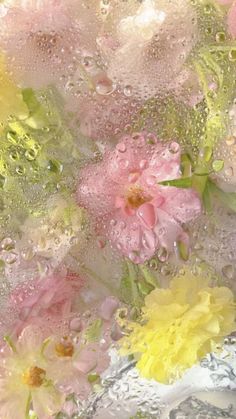 some flowers are sitting in the water and on top of each other, with drops of water