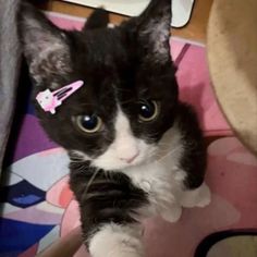 a black and white cat with a pink bow on it's head looking at the camera